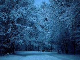 她却暗香浮动，傲雪蔚然绽放