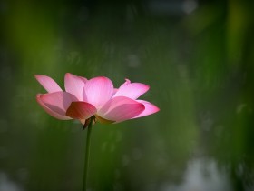 只待烟雨飘渺，他妩媚而笑，风情万种，碧玉妆成