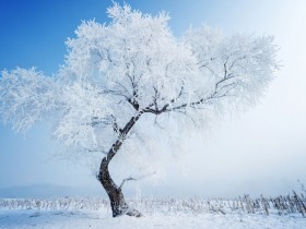 浅露着真诚，想进入我的梦，我的心扉