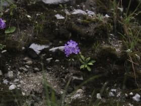 长风何来，揽一怀花开时节泪湿墨痕的情浓汇入沧海